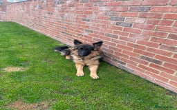 German Shepherd dogs for sale: German shepherd 10 months old  - Image 5