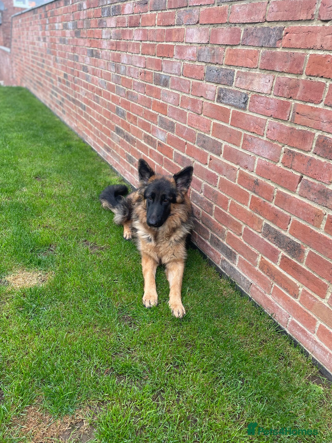 German Shepherd dogs for sale: German shepherd 10 months old  - Image 5