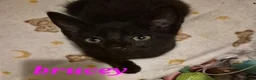 Mixed Breed cats for sale: Beautiful loved , healthy kitten's  - Advert 11