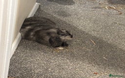 Dwarf Lop rabbits for sale: 2 male dwarf lops - vaccinated and neutered - Advert 2