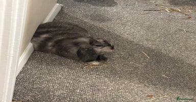 Dwarf Lop rabbits 2 male dwarf lops - vaccinated and neutered - Advert 3