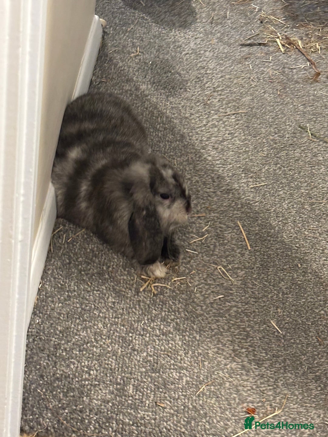 Dwarf Lop rabbits for sale: 2 male dwarf lops - vaccinated and neutered - Advert 2