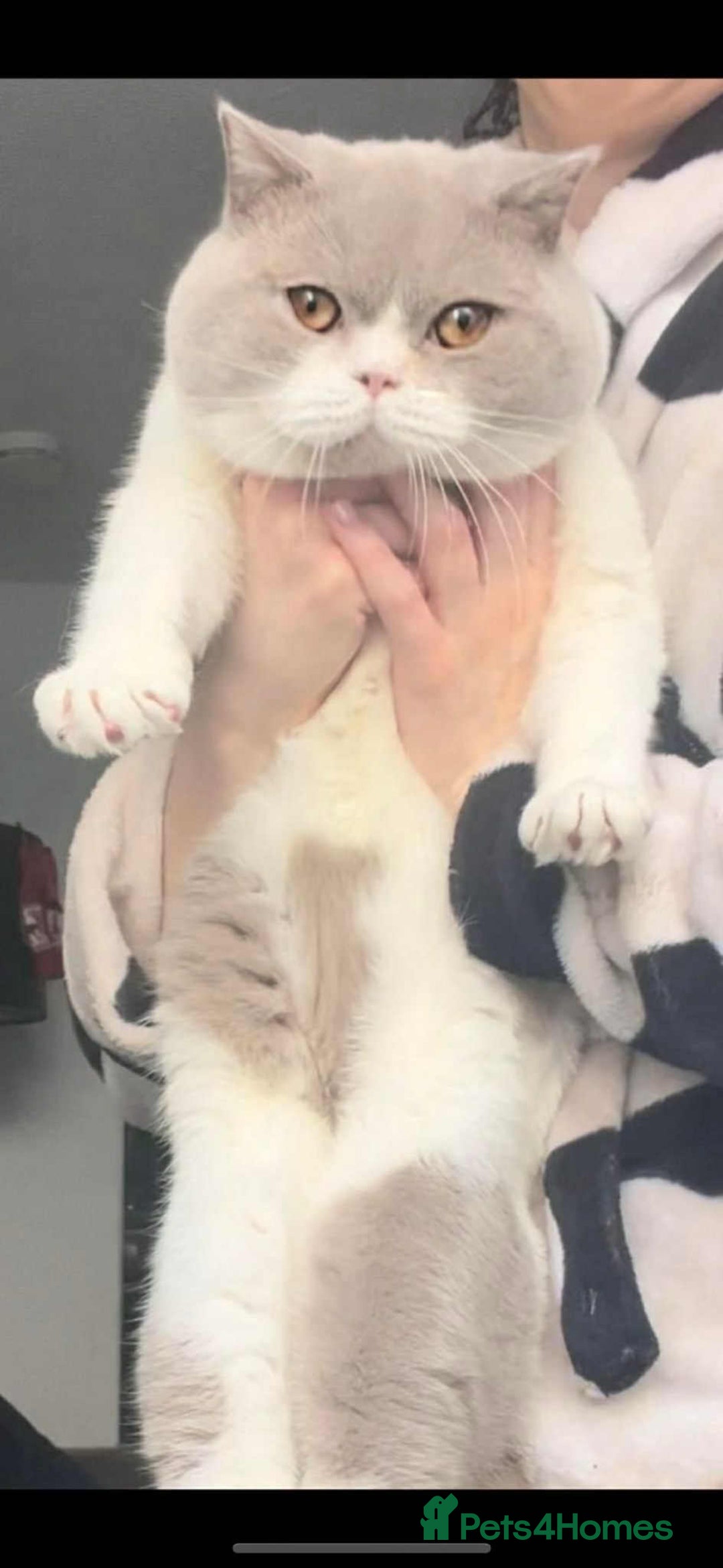 British Shorthair cats for sale: quality kittens gccf registered - Image 30