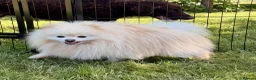 Pomeranian dogs for adoption: 🐾 RICHARD – Male Pomeranian 🐾 - Advert 7
