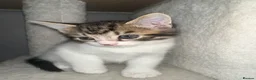 Mixed Breed cats for sale: Female and male kittens in Stoke-on-Trent - Advert 10