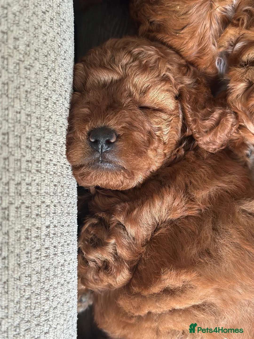 Toy Poodle dogs for sale: 🐶🐾Top-quality Asian/miniature poodles🐾🐶 - Advert 2
