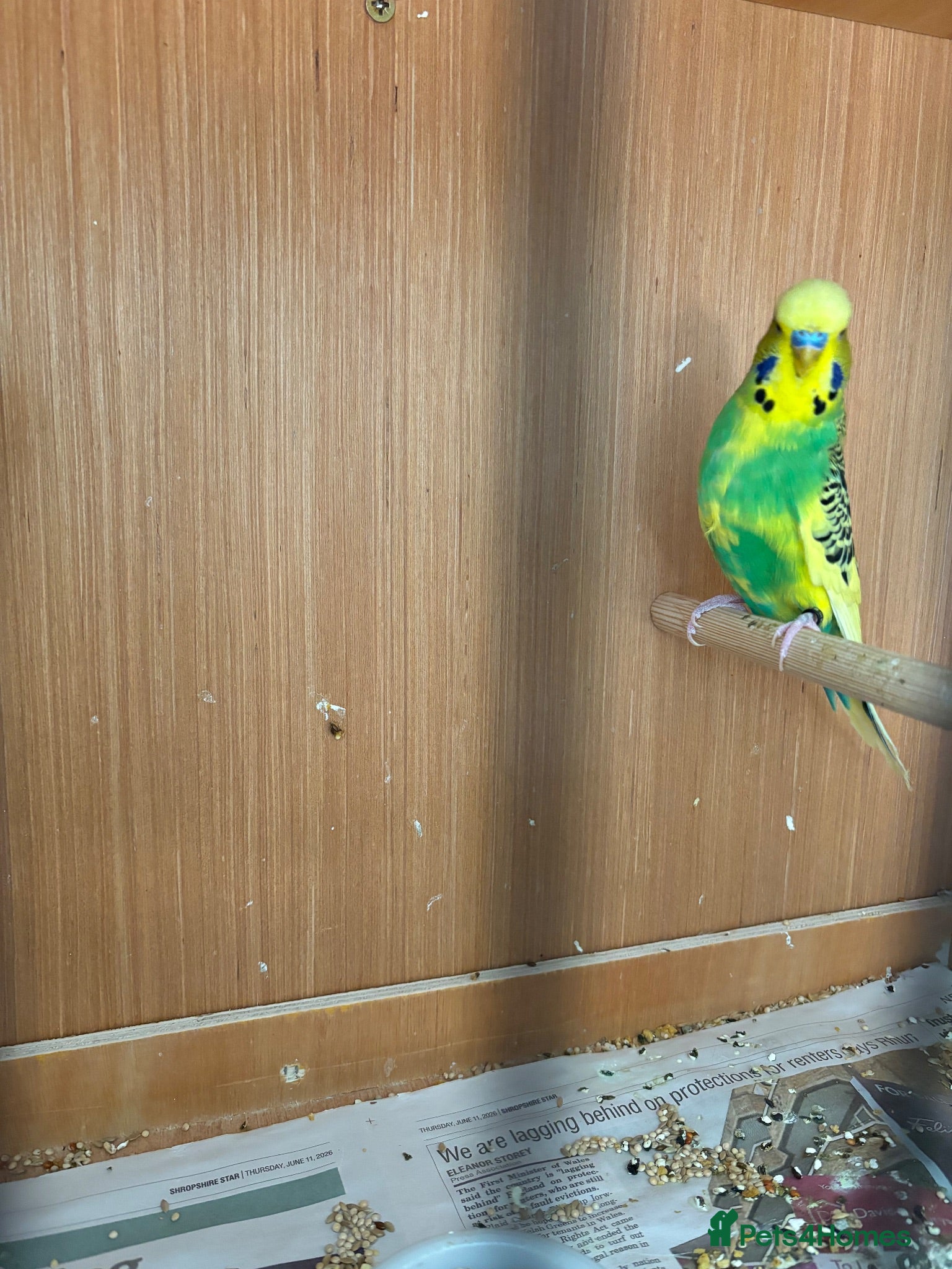 Budgerigars birds Budgerigars - Advert 19