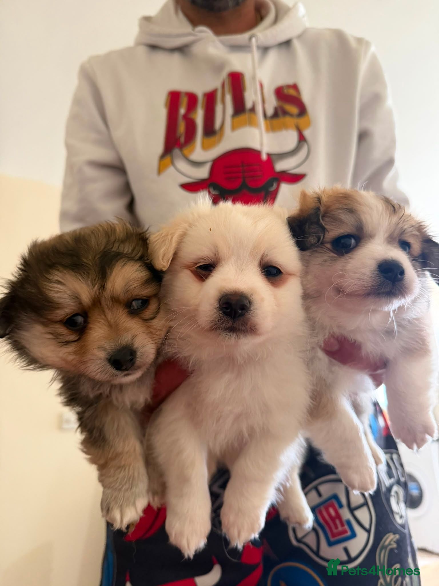 Pomeranian dogs 3 Pomeranian Puppies Ready - Advert 3