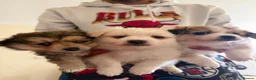 Pomeranian dogs for sale: 3 Pomeranian Puppies Ready in Preston - Advert 1