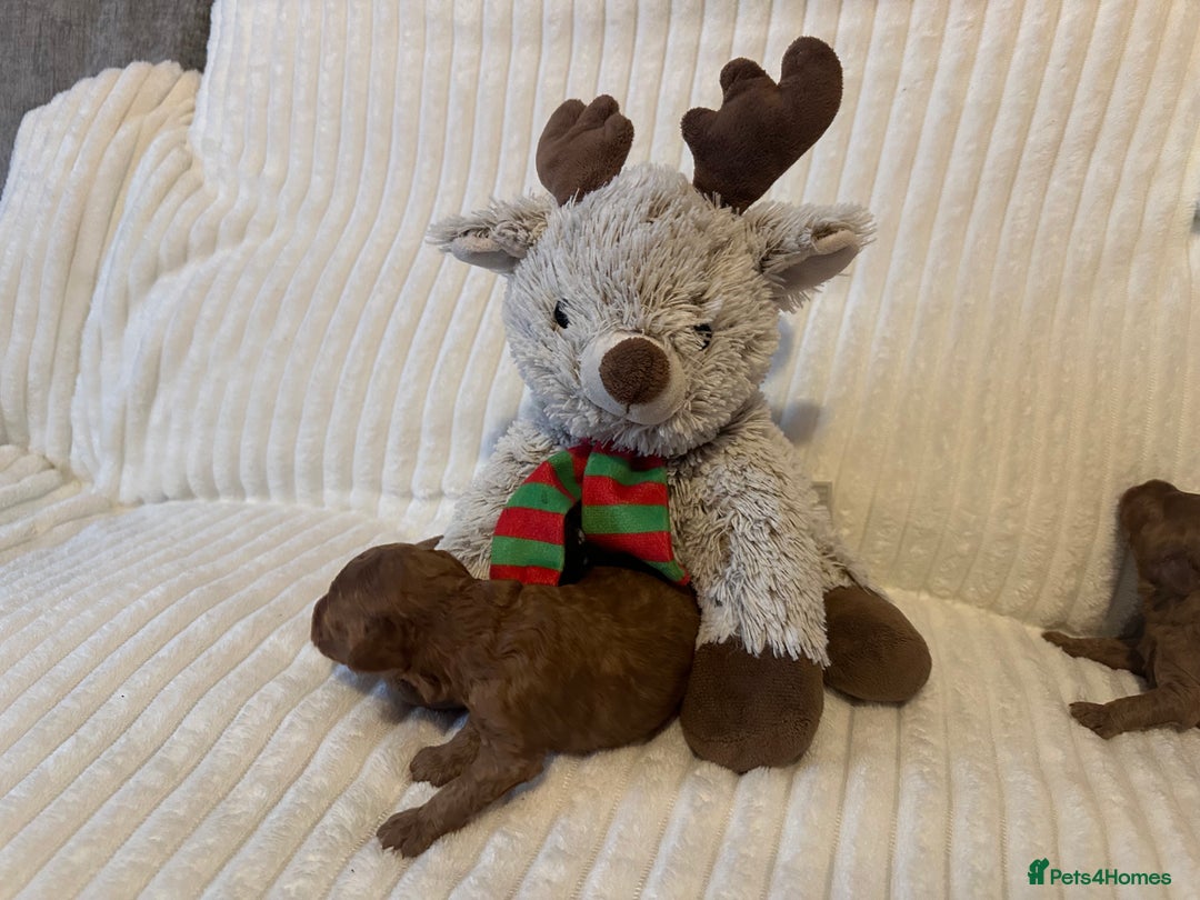 Toy Poodle dogs for sale: 2 TINY BOYS LEFT kc registered deep red toy poodle - Advert 28