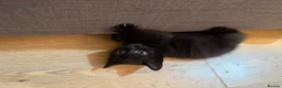 Mixed Breed cats for sale: Beautiful Persian Kittens - Advert 6