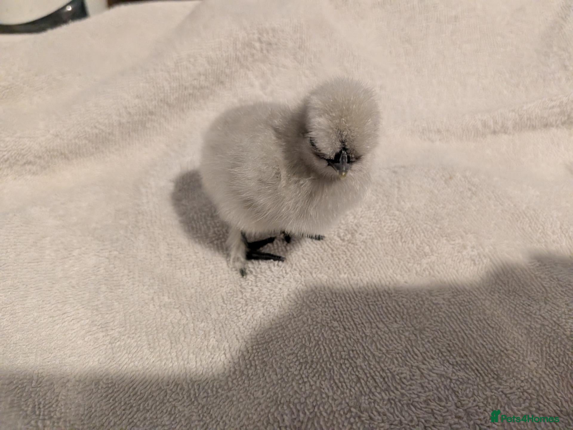 Chickens poultry Unsexed Silkie chicks mixed colours  - Advert 1