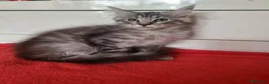 Maine Coon 1