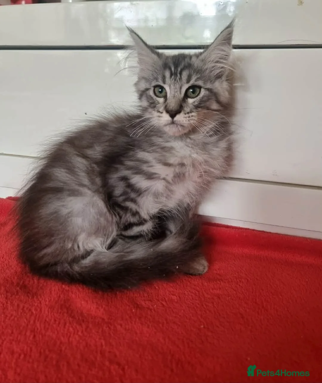 Maine Coon cats for sale: Beautiful Maine Coon Kittens READY TO LEAVE - Advert 24