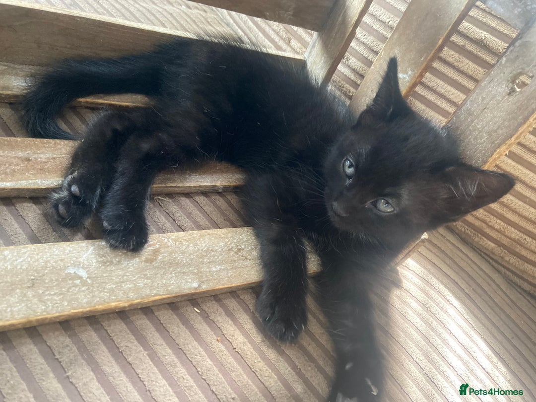 Mixed Breed cats for sale: Ginger and black kitten  - Image 4