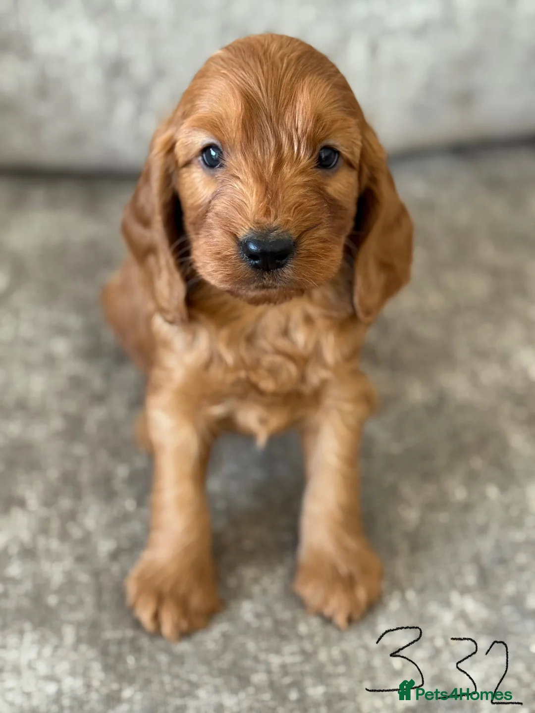 Cockapoo dogs for sale: BEAUTIFUL RED COCKERPOO LITTER  - Advert 14