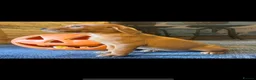 Labrador Retriever dogs for sale: Fox red Labrador  - Advert 6