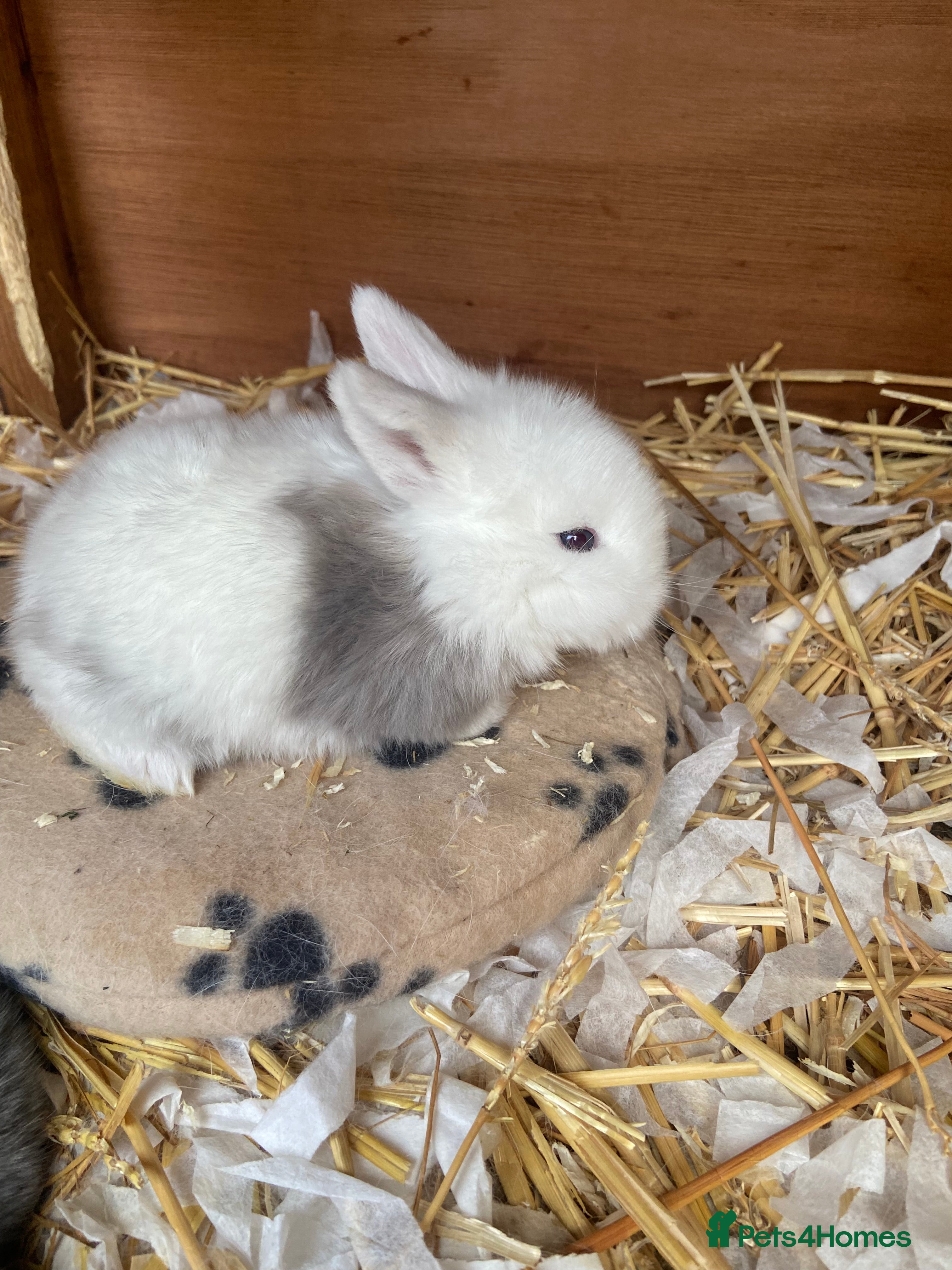 Mini Lop rabbits Mini Lop Bunnies - Advert 17