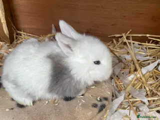 Mini Lop rabbits Mini Lop Bunnies - Advert 17