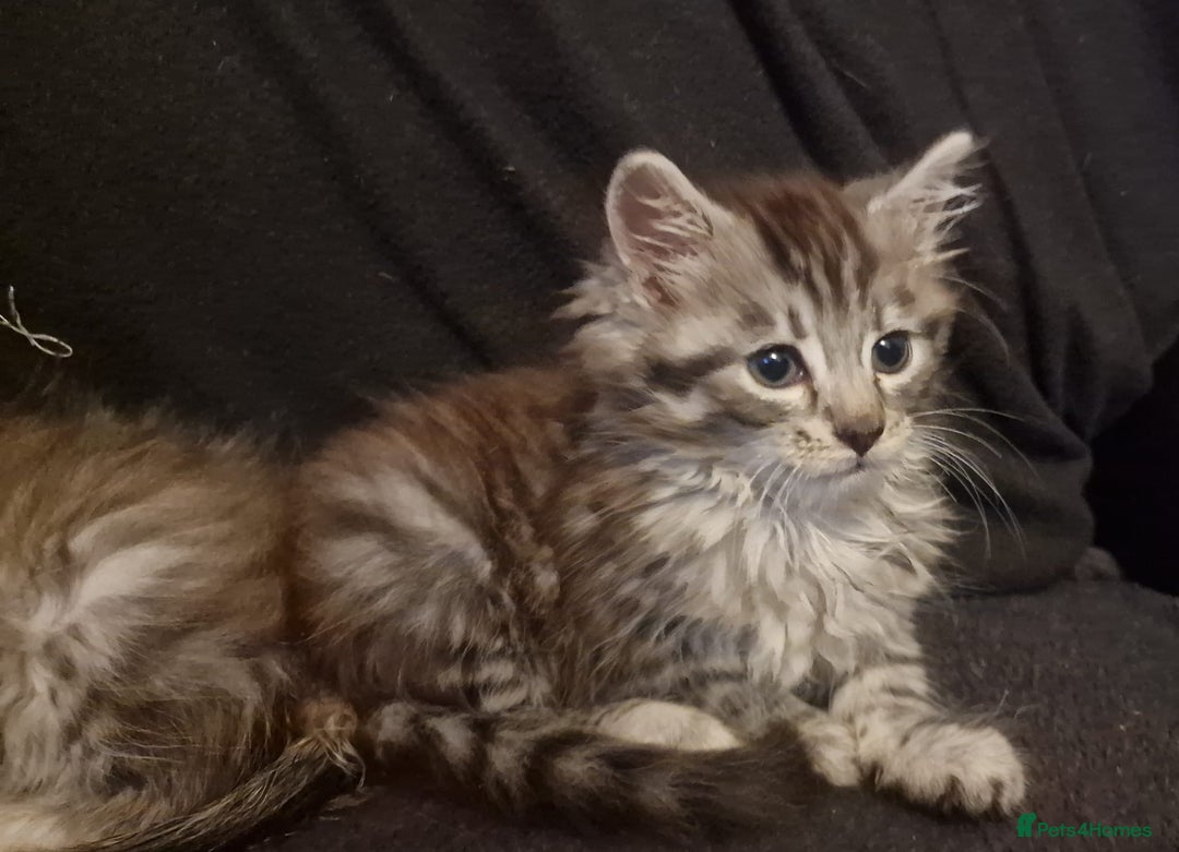Maine Coon cats for sale: Stunning examples of the main coon  - Advert 2