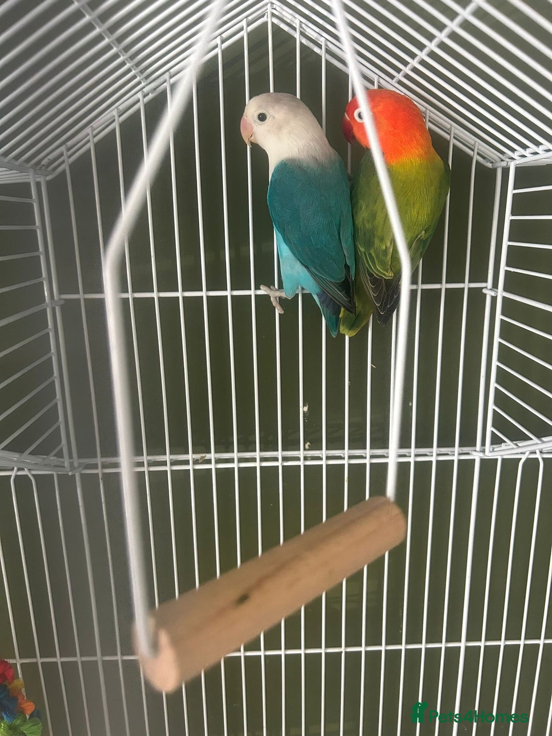 Lovebirds birds for sale: Lovebirds  - Image 2