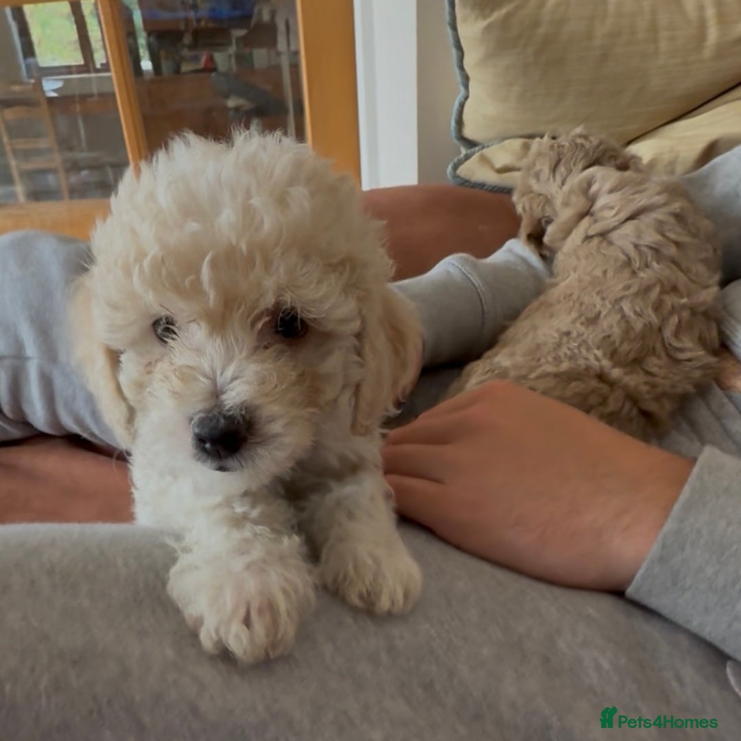 Poochon dogs for sale: Tiny farm bred teddy bear bundles of fun !  - Image 12