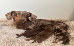 Miniature Dachshund dogs for sale: Miniature dachshund  - Image 4