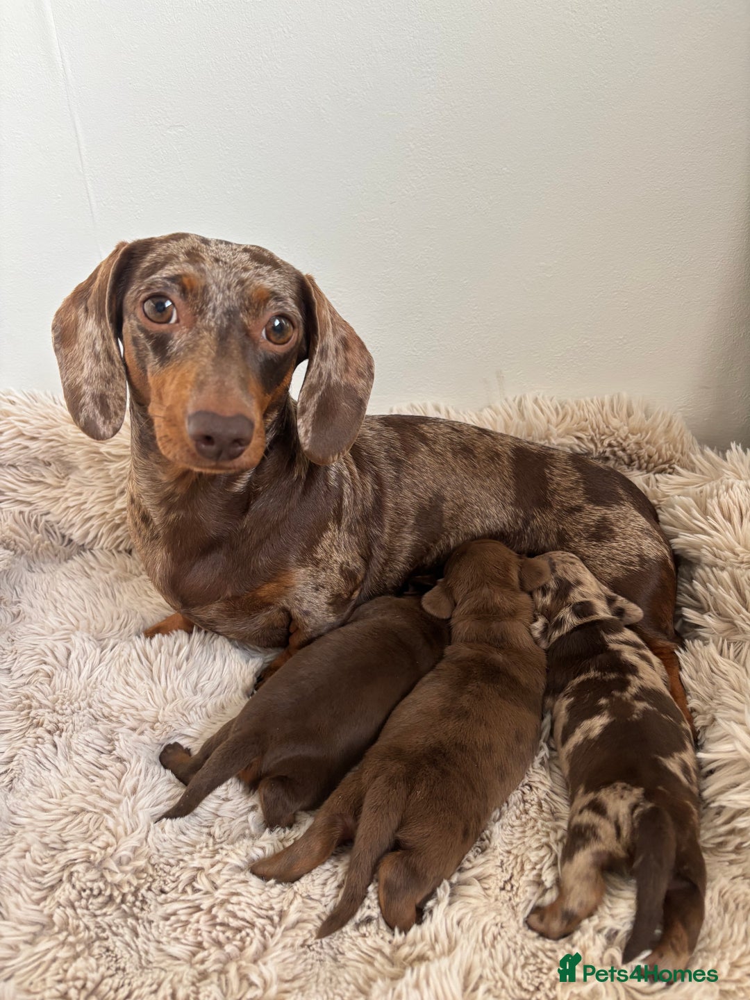 Miniature Dachshund dogs for sale: Miniature dachshund  - Image 4