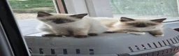 Ragdoll cats for sale: GCCF Reg. Ragdoll kittens. Ready now! - Advert 3