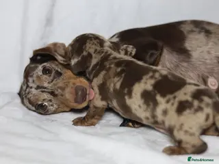 Dachshund dogs Pra clear KC REG MINIATURE Dachshund puppies - Advert 2