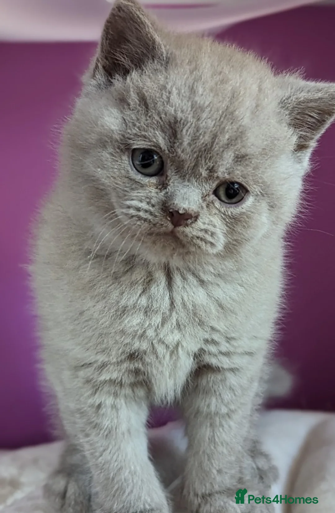 British Shorthair cats for sale: Pedigree Lilac BSH - READY NOW - Advert 5
