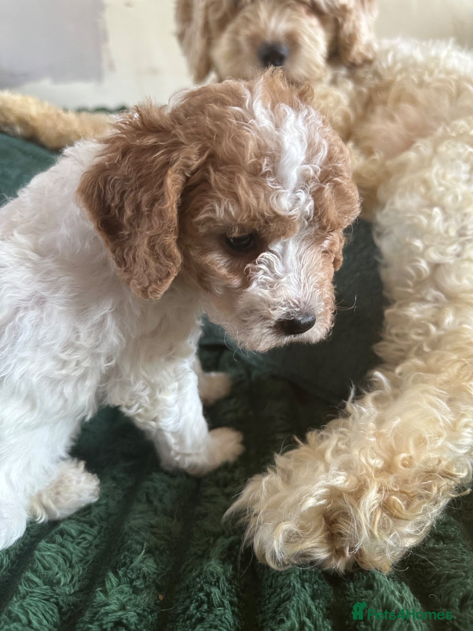 Cavapoochon dogs Cavapoochon Cockerpoo Stunning Teddy Bear Puppies  - Advert 2