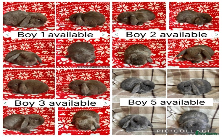 Mini Lop rabbits - Advert 16