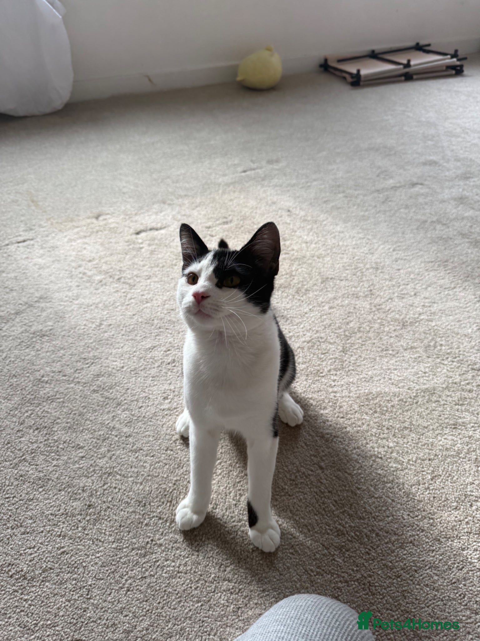 Mixed Breed cats Squishy 10 month  - Advert 1