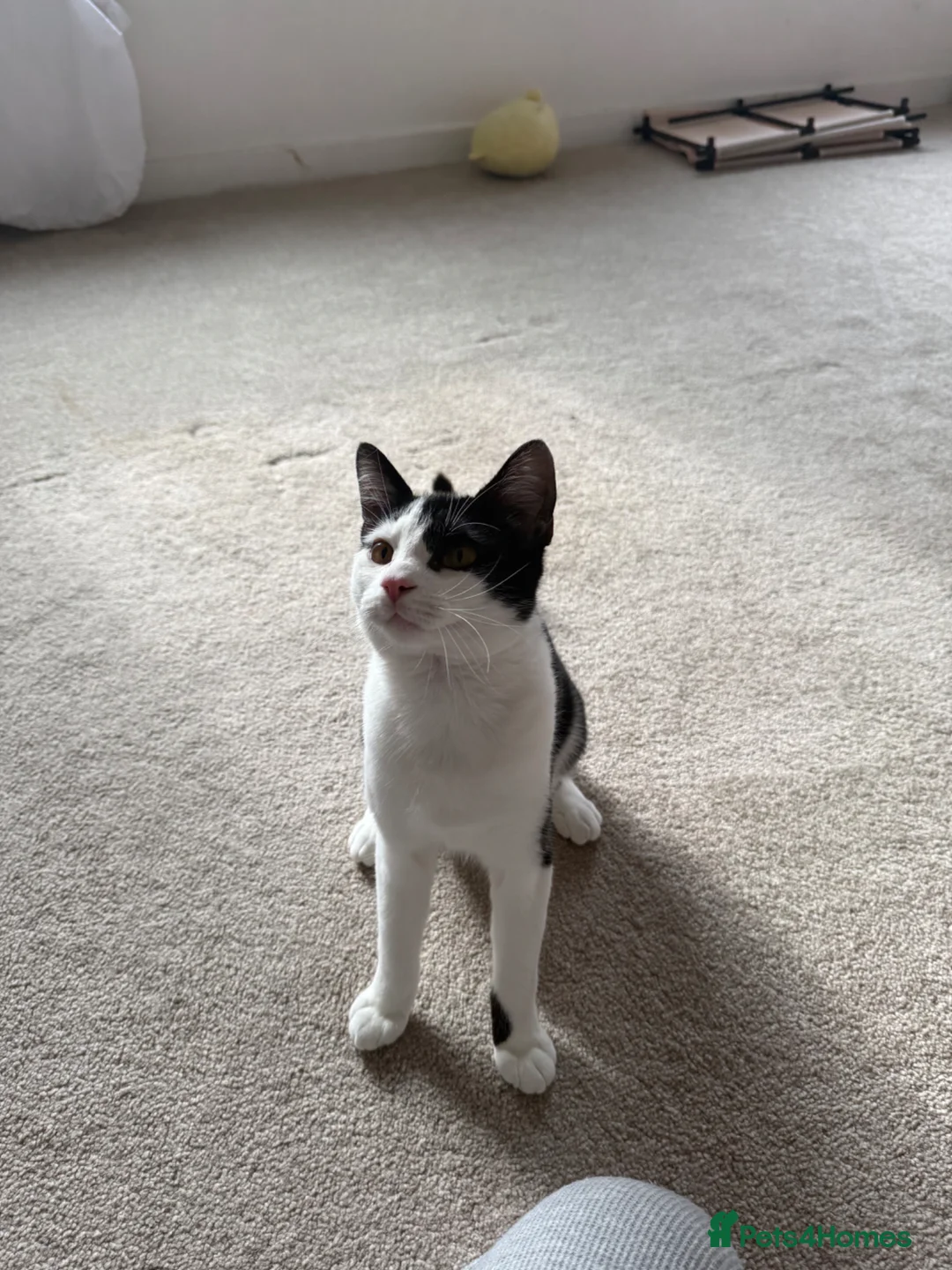 Mixed Breed cats for sale: Squishy 10 month  in Barnsley - Advert 1