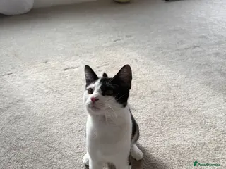 Mixed Breed cats Squishy 10 month - Advert 1