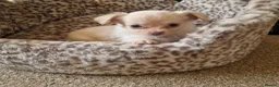 Chihuahua dogs for sale: Long coat Chihuahua puppies  - Advert 2