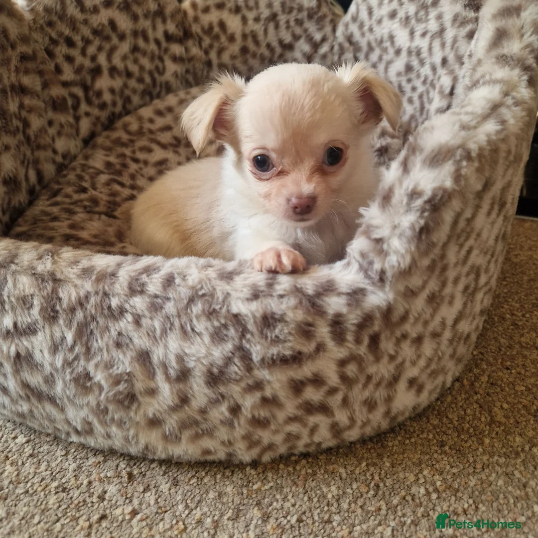 Chihuahua dogs for sale: Long coat Chihuahua puppies  - Advert 2