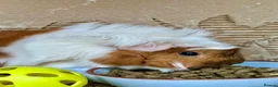 Guinea Pig rodents for sale: X2 Female Guinea pigs 2 years old  in Glasgow - Advert 13