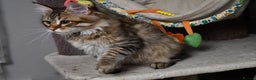 Siberian cats for sale: Siberian From Tunguska House Cattery - Advert 23