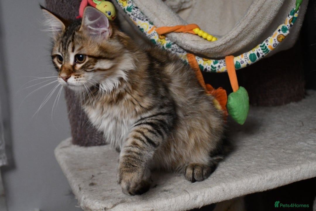 Siberian cats for sale: Siberian From Tunguska House Cattery - Advert 23