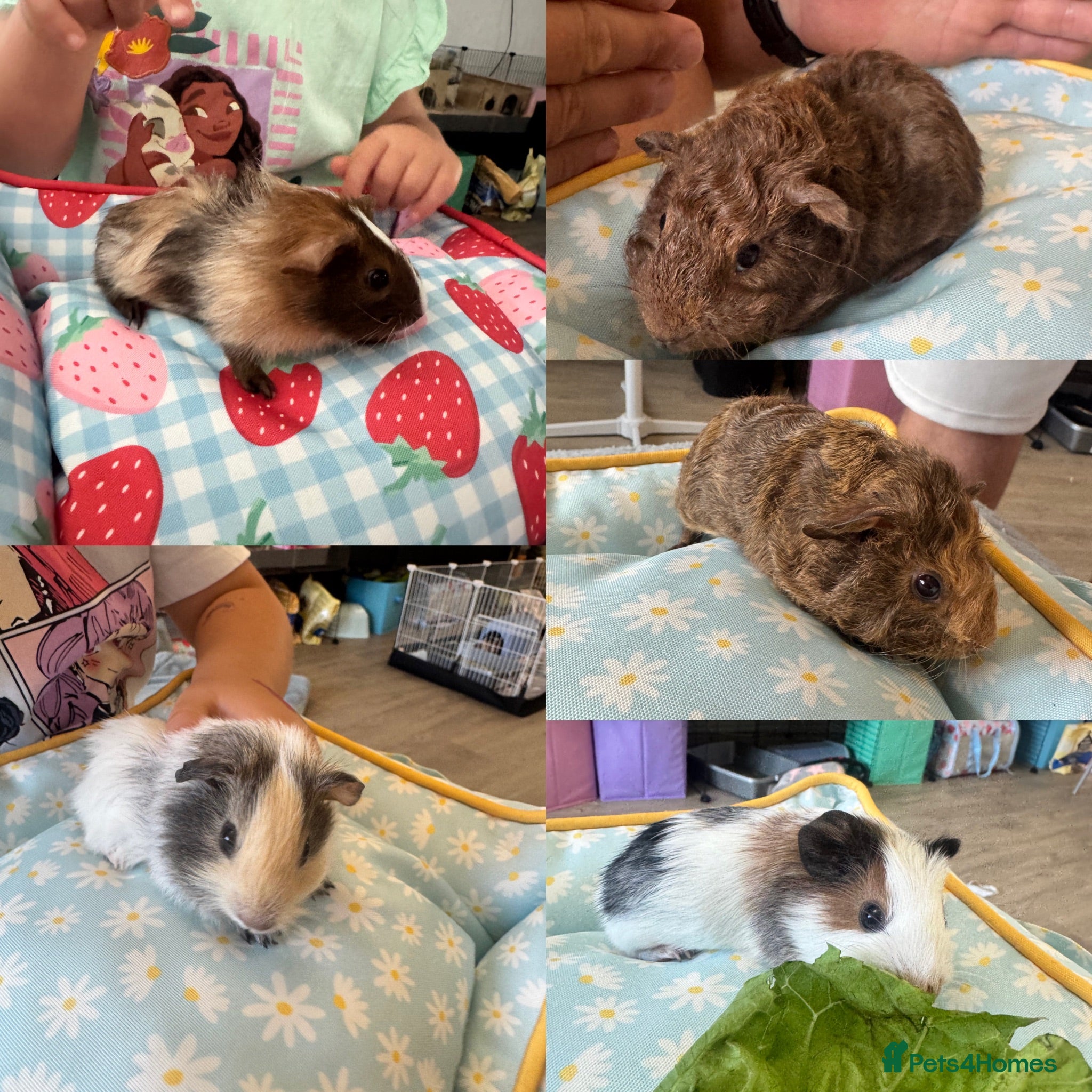 Guinea Pig rodents Make baby guinea pigs  - Advert 1