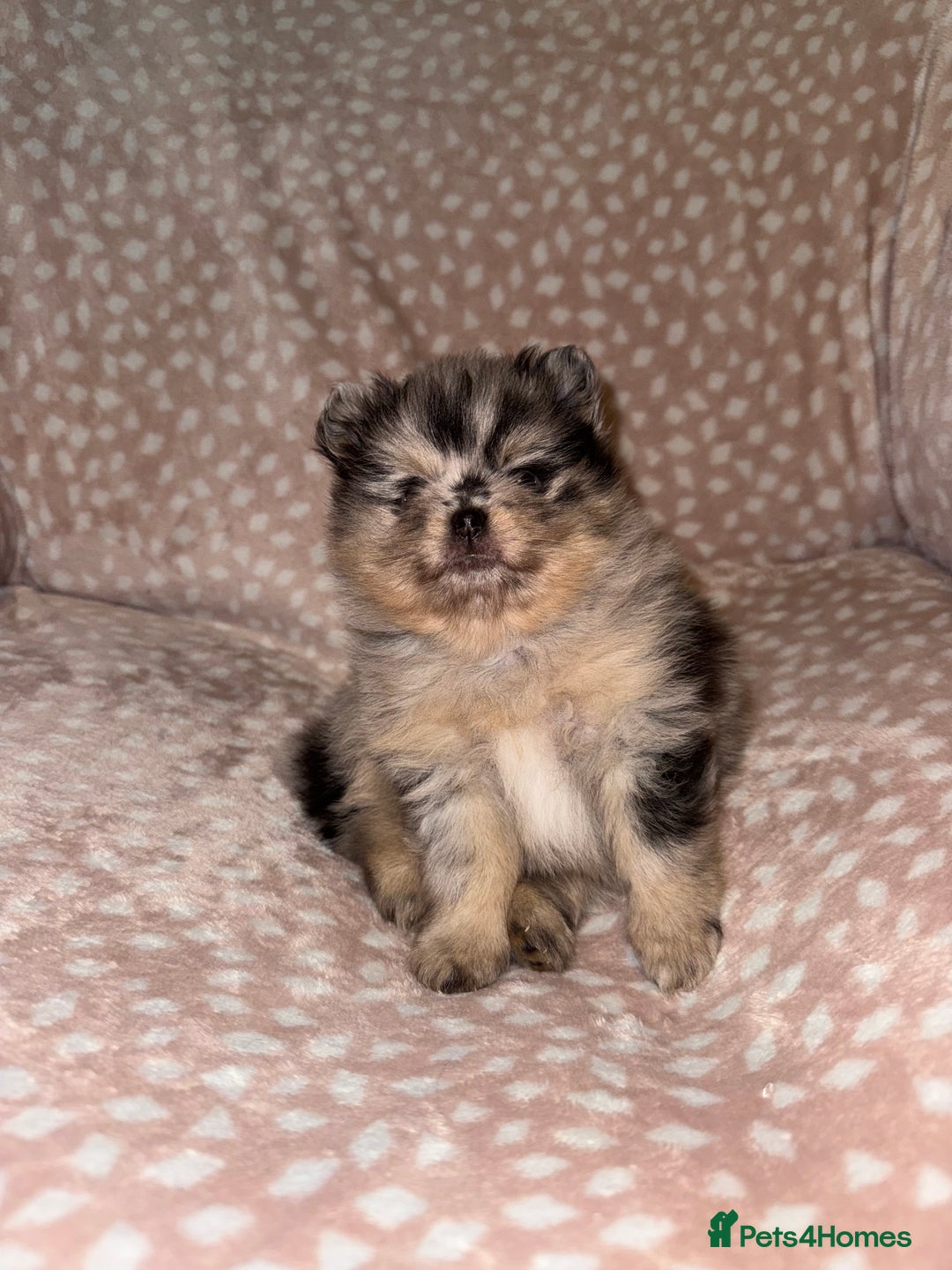 Pomeranian dogs for sale: Adorable Pomeranian Puppies 💙🩷💙 - Advert 21