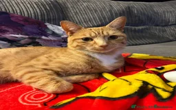 Mixed Breed cats for sale: Ginger & White Young Male Cat looking forever home - Advert 3