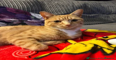 Mixed Breed cats Ginger & White Young Male Cat looking forever home - Advert 2