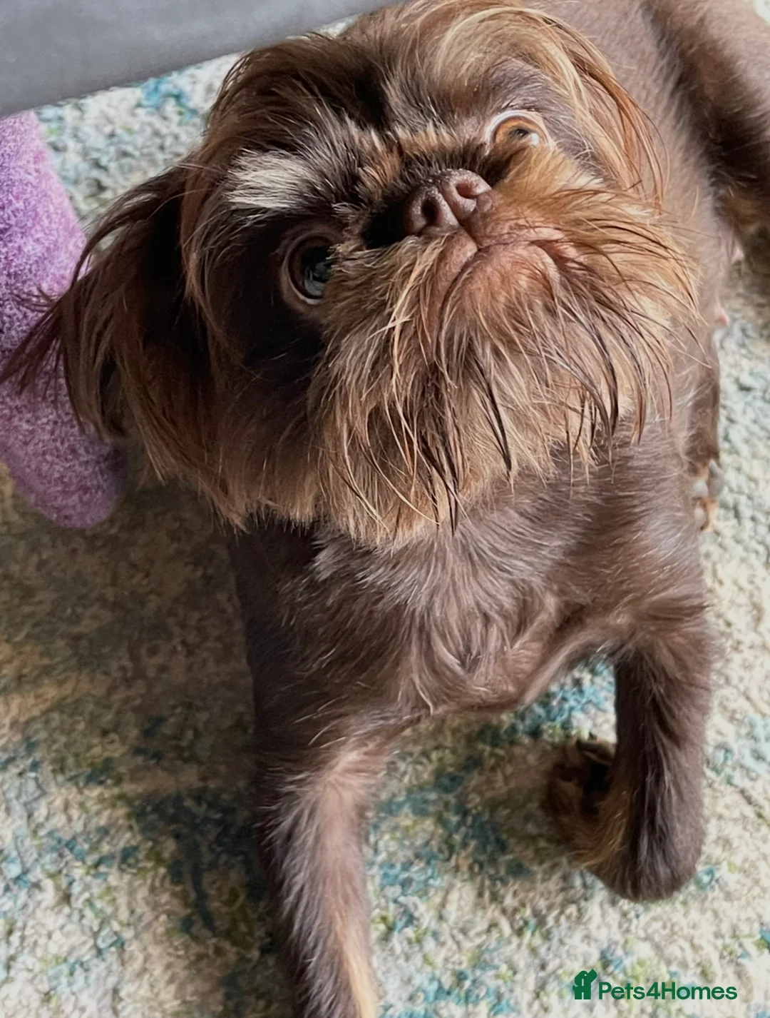 Griffon Bruxellois dogs for sale: Gorgeous Rough Coated 3 Year Old griffon Girl  - Advert 8