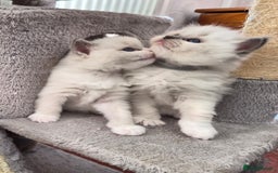 Ragdoll cats for sale: 5 GCCF Pedigree Ragdoll kittens for sale - Image 25