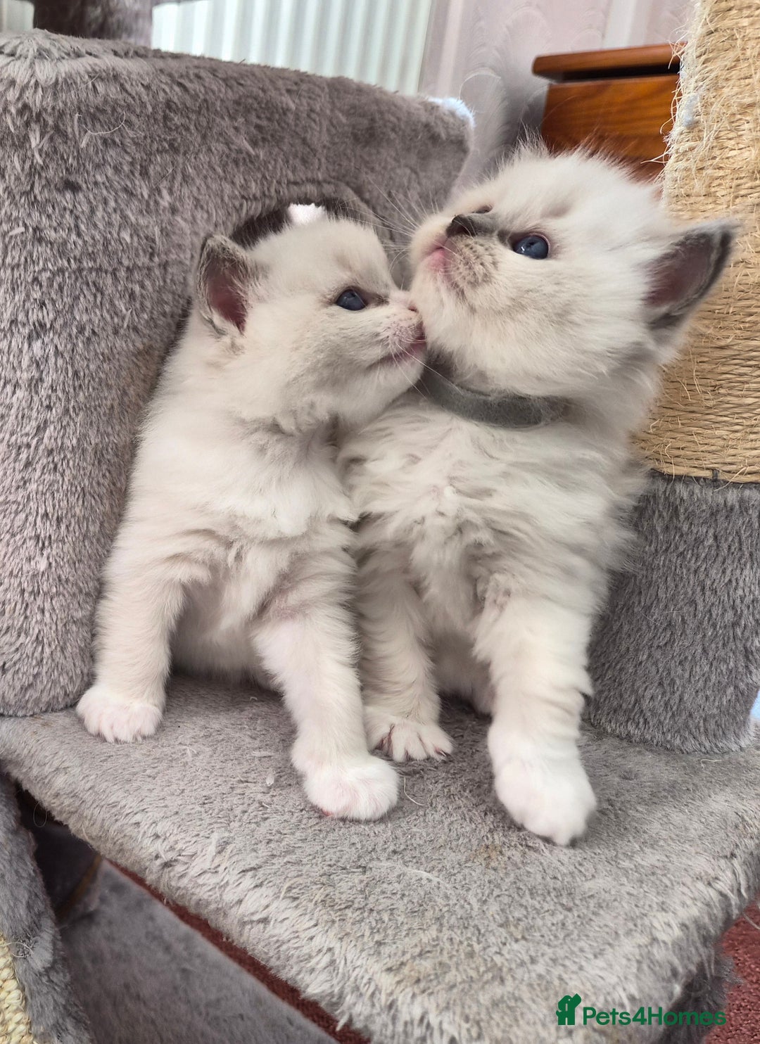 Ragdoll cats for sale: 5 GCCF Pedigree Ragdoll kittens for sale - Image 25