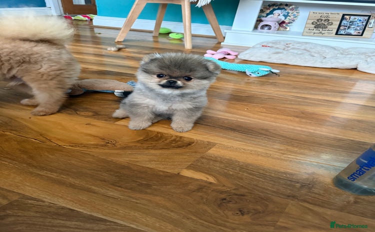 Pomeranian dogs - Advert 4