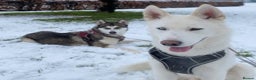 Siberian Husky dogs for stud: Ghost in Southall - Advert 4